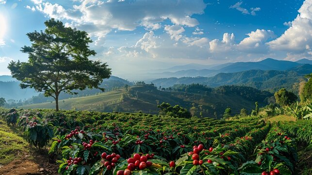 Coffee tree with fresh arabica coffee bean in coffee plantation on the mountain at northern of Chiang Rai, Thailand.