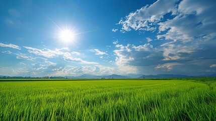 Obraz premium Green rice field and Sky for background