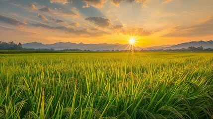 View of the rice fields after harvest during sunset. Farm, Agriculture concept.
