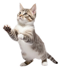 Obraz premium PNG Mammal animal kitten pet.