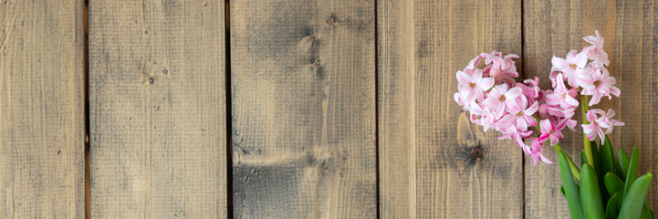 Banner of pink flowers on a wooden table. pink hyacinth flowers on wooden background. Spring coming concept. Spring or summer background. Top view