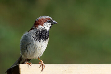 House sparrow