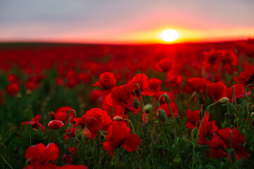 Blooming red poppies in a field against the sun on the horizon.