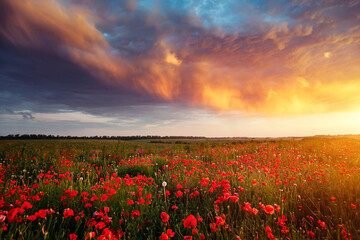 Incredible flowering of red poppies on a spring meadow against the sun.