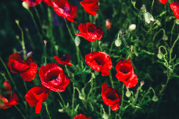 Fototapeta premium Magical flowering of red poppies closeup on a spring meadow against the sun.