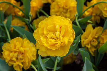 Obraz premium Exotic varieties of blooming tulips Yellow Pompenette. Spring landscape