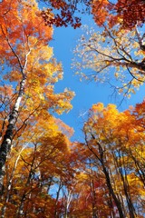 Fototapeta premium Autumn Trees With Golden Leaves And Blue Sky