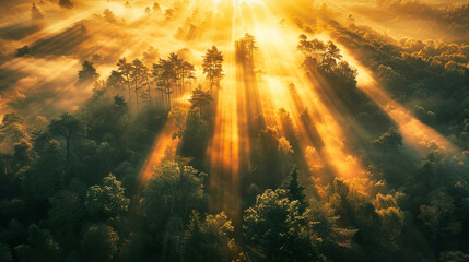 Aerial view of a forest at sunrise with sun rays breaking through the trees