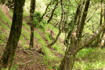 Obraz premium 森の中の鹿