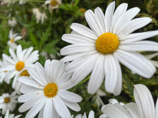 Obraz premium PLANTAS CON FLOR. LAS FLORES TIENEN PÉTALOS DE COLOR BLANCO. FLORES FRESCAS. IN SITU. 