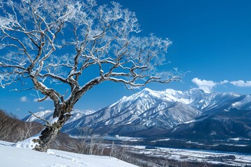 Snow-covered trees and mountains