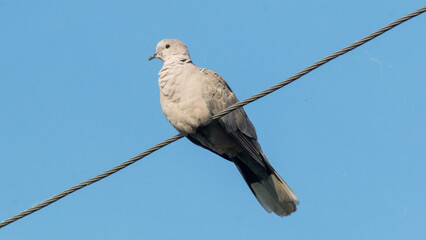 bird on a wire