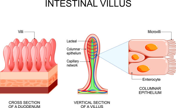 Intestinal villus. Different between Villi and microvilli