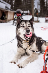 siberian husky sled dog on snow