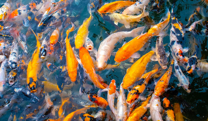 There are many colorful Japanese carp fish swimming in the water. Fish farm. The pond is teeming...