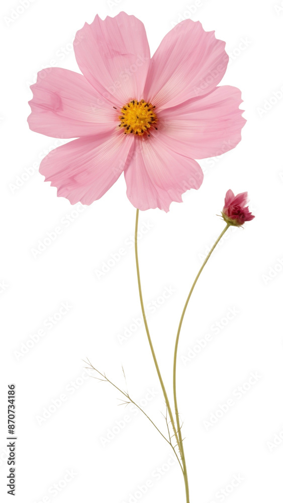 Sticker png real pressed cosmos flower asteraceae blossom.