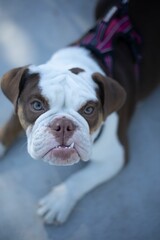 Close-up of a cute Old English Bulldog with blue eyes