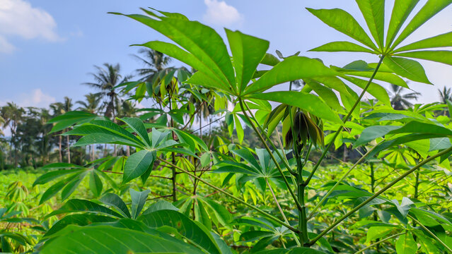 Green fresh cassava leaves agriculture plantation or the Latin name Manihot esculenta