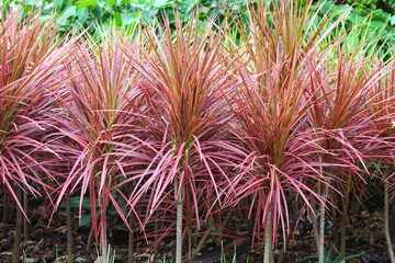 Dracaena Marginata, a tricolor ornamental plant that is often used as a garden decoration. Dracaena...