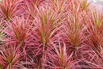 Dracaena Marginata, a tricolor ornamental plant that is often used as a garden decoration. Dracaena marginata is able to produce oxygen, while controlling humidity