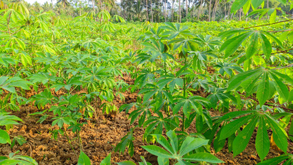 Green fresh cassava leaves agriculture plantation or the Latin name Manihot esculenta