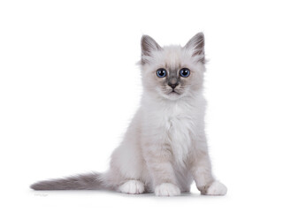 Sacred Birman cat kitten sitting up side ways. Looking straight forward to lens with piercing breed typical blue eyes. Isolated on a white background.