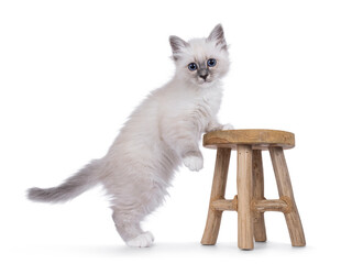 Sacred Birman cat kitten standing on its hind legs with front paws on a small stool.Looking straight at camera with piercing breed typical blue eyes and one paw playful lifted. Isolated on a white bac