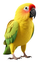 Fototapeta premium PNG Parrot parrot animal bird.