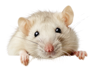 PNG Curious rat peeking over edge