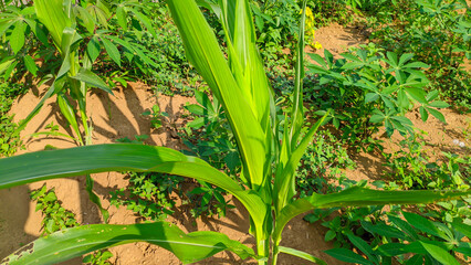 Close up Lush green young corn plants or Latin name zea mays