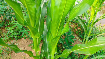 Close up Lush green young corn plants or Latin name zea mays