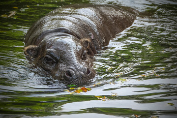Fototapeta premium pygmy hippopotamus or pygmy hippo (Choeropsis liberiensis) eating the vegetable