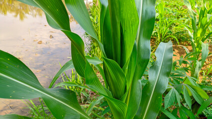 Close up Lush green young corn plants or Latin name zea mays