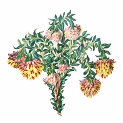 Fotobehang African Flowers. Mountain Pride © The Nature Notes