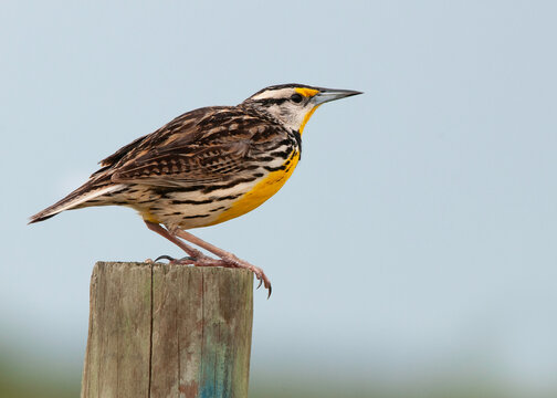 An Eastern Meadowlark, Sturnella magna, perched on a fence post. The Eastern Meadowlark thrives in open grasslands, prairies, and fields. Its populations are threatened by habitat loss.
