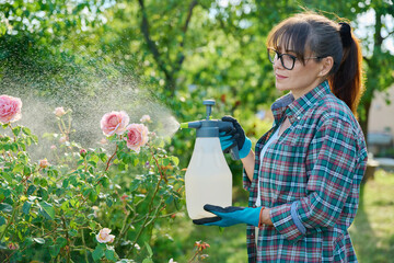 Gardener woman with sprayer caring spraying rose plants in backyard garden