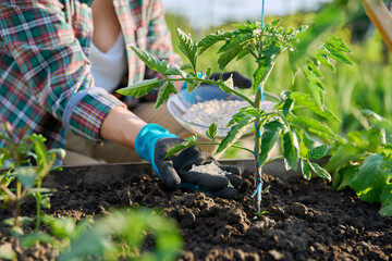 Close up of mineral fertilizers in hands, fertilizing tomato plant