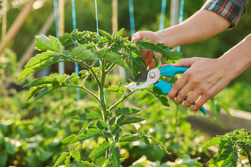 Close-up of tomato plant and hands with pruning shears shaping plant