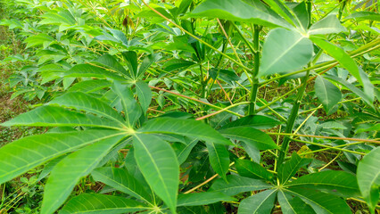 Green fresh cassava leaves agriculture plantation or the Latin name Manihot esculenta