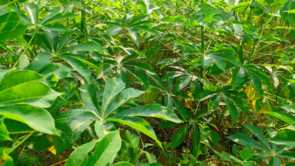 Green fresh cassava leaves agriculture plantation or the Latin name Manihot esculenta