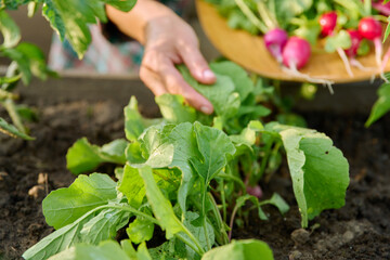 Harvesting radishes on raised wooden box bed