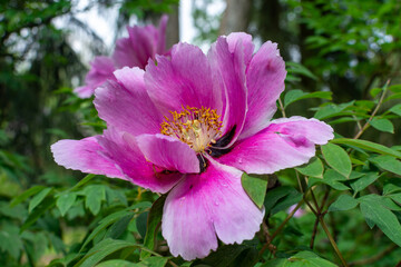 Naklejka premium Purple three peony flower