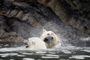 polar bear, mother and cub are playing in water