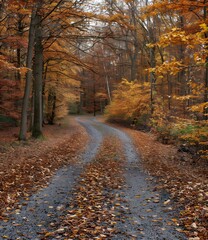 Obraz premium colorful autumn forest path with fallen leaves