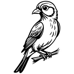 bird drawing, vector realistic outline line, transparent background