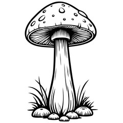 Vintage cartoon mushroom drawing, line head, line art black realistic sketches painting