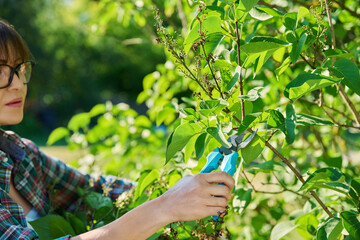 Woman with garden pruning shears cutting dry flowers lilac