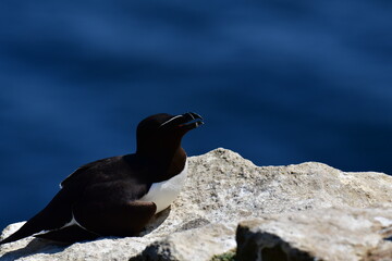 Razorbills on the cliffs, Great Saltee Island, Kilmore Quay, Co. Wexford, Ireland