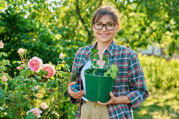 Woman with pot rooting rose cuttings, rooting, growing new plants from cuttings