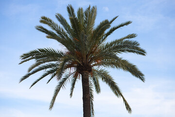 Leafy green palm tree on a background of white clouds over blue sky in seville, spain. Travel and tourism concept.